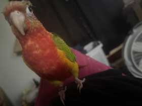 Lost Conure