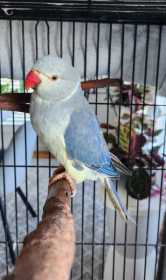 Lost Indian Ringneck Parakeet