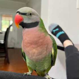 Lost Mustached / Moustached Parakeet