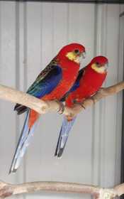 Lost Rosella