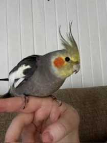 Lost Cockatiel