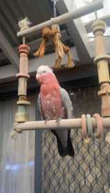 Lost Galah Cockatoo