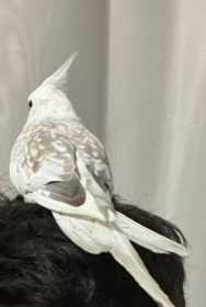 Lost Cockatiel