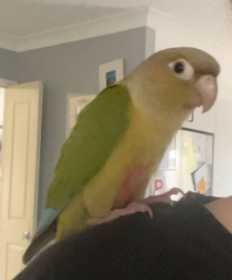 Lost Conure