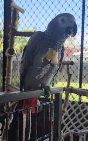 Lost African Grey