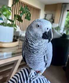 Lost African Grey