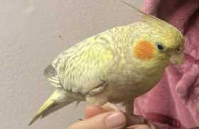 Lost Cockatiel