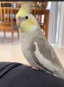 Lost Cockatiel