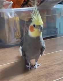 Lost Cockatiel