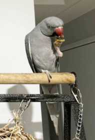 Lost Indian Ringneck Parakeet