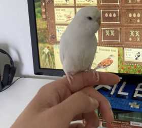 Lost Budgerigar