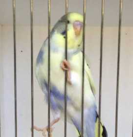 Lost Budgerigar