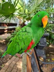 Lost Eclectus