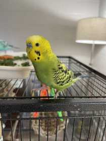 Lost Parakeet