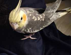 Lost Cockatiel