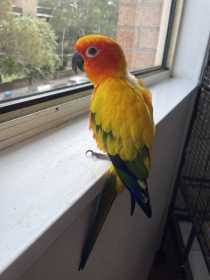 Lost Conure