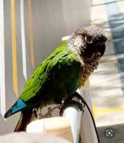 Lost Conure