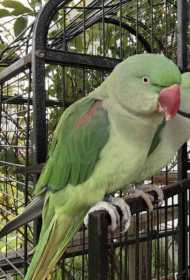 Lost Alexandrine