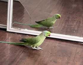 Lost Indian Ringneck Parakeet