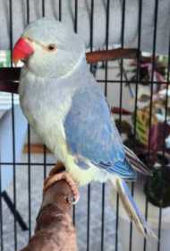 Lost Indian Ringneck Parakeet