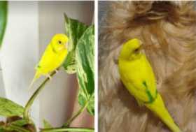 Lost Budgerigar