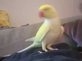 Lost Indian Ringneck Parakeet