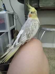 Lost Cockatiel