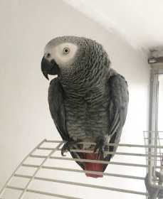 Lost African Grey