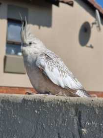 Lost Cockatiel