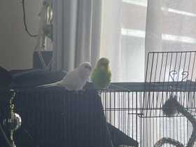 Lost Budgerigar