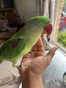 Lost Alexandrine