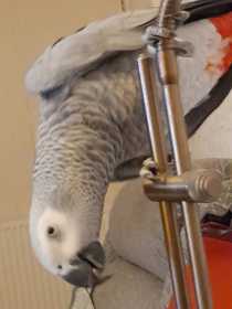 Lost African Grey