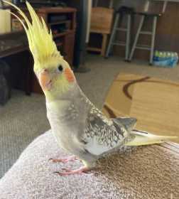 Lost Cockatiel