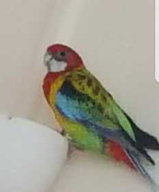 Lost Rosella