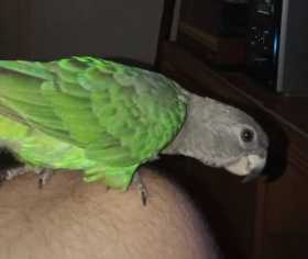 Lost Brown Headed