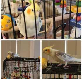 Lost Cockatiel