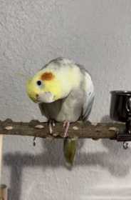 Lost Cockatiel