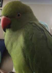 Lost Indian Ringneck Parakeet