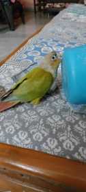 Lost Conure