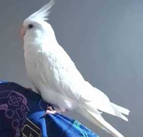 Lost Cockatiel