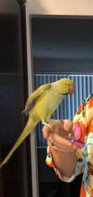 Lost Indian Ringneck Parakeet