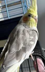 Lost Cockatiel