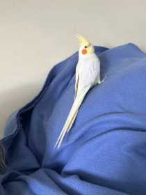 Lost Cockatiel