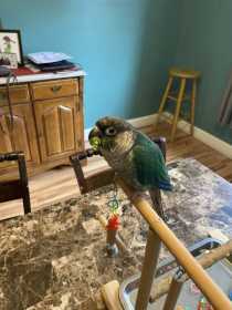 Lost Conure