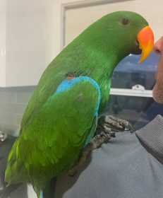 Lost Eclectus