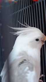 Lost Cockatiel
