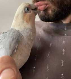 Lost Galah Cockatoo