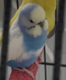 Lost Budgerigar