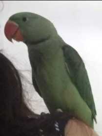 Lost Alexandrine