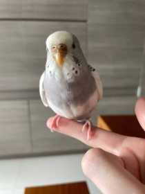 Lost Budgerigar